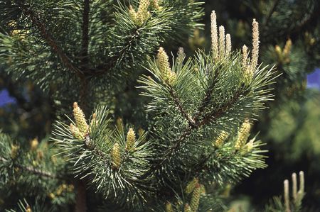 How to Grow and Care for a Scots Pine Tr