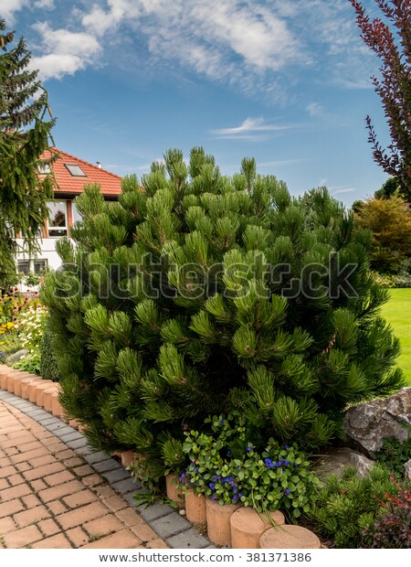 Beautiful Golden Pine Growing House Garden Stock Photo (Edit Now .