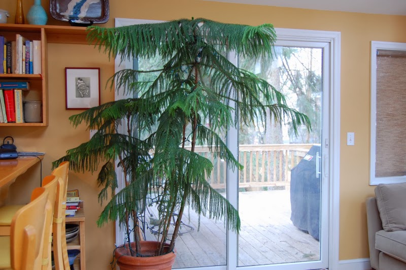 15 Best Low Light Indoor Trees You Can Grow Easily – The Self .
