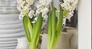 37 Hyacinths Décor Ideas To Breathe Spring In | Teacup gardens .