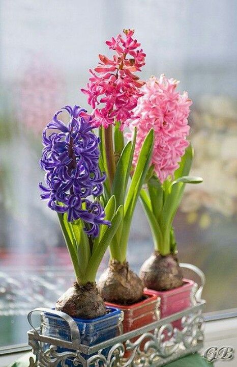 37 Hyacinths Décor Ideas To Breathe Spring In | Beautiful flowers .