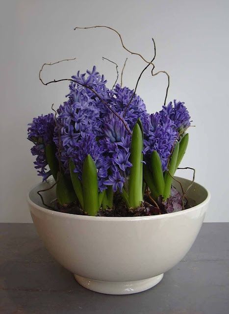37 Hyacinths Décor Ideas To Breathe Spring In | Teacup gardens .