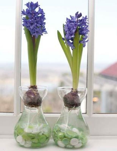 37 Hyacinths Décor Ideas To Breathe Spring In | DigsDigs | Bulb .