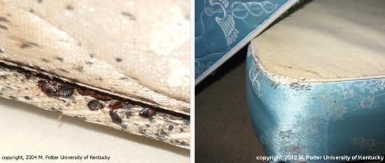 Bed Bugs | Entomolo