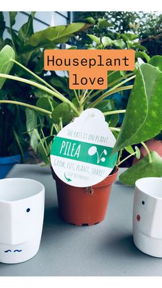 Indoor Gardening: 100+ ideas about plants, container gardening .