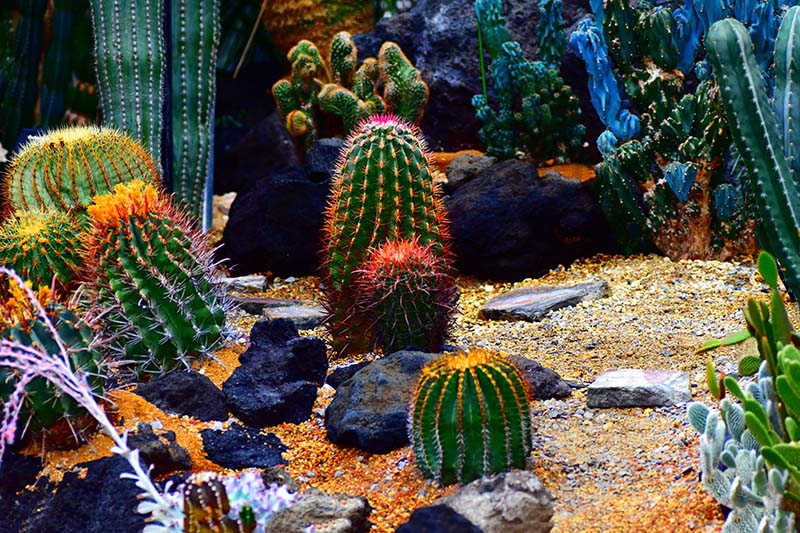 25 Beautiful Cactus Garden Ideas | Green and Vibra