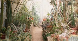 Unusual Green Room With Lots Of Cacti And Succulents - DigsDi
