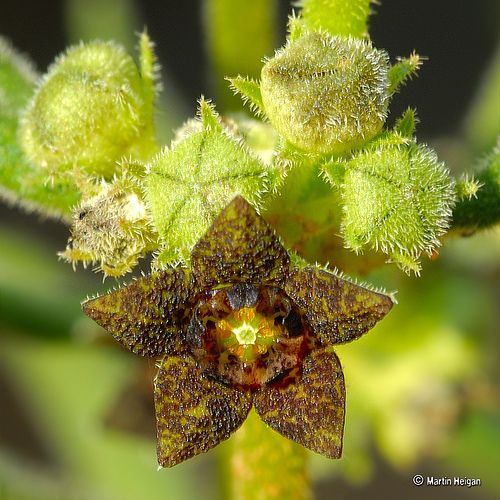 Brachystelma dinteri flower | Unusual flowers, Flowers, Cactus and .