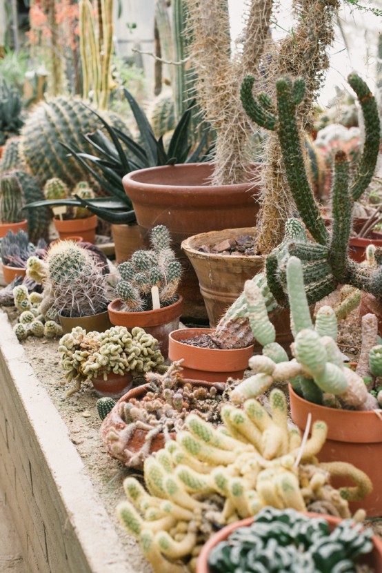Unusual Green Room With Lots Of Cacti And Succulents - DigsDi