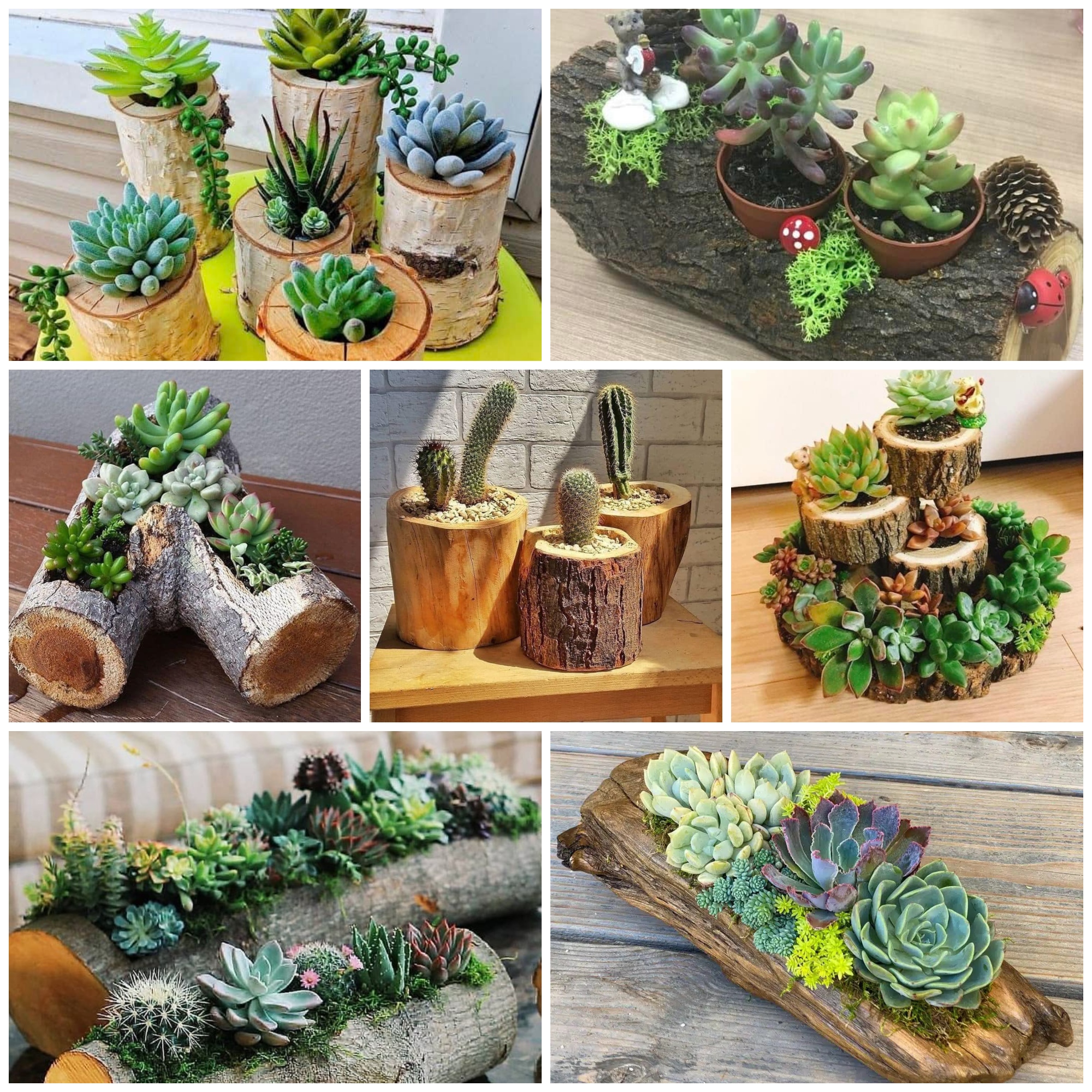 Driftwood Succulent Planter Ideas For Your Home