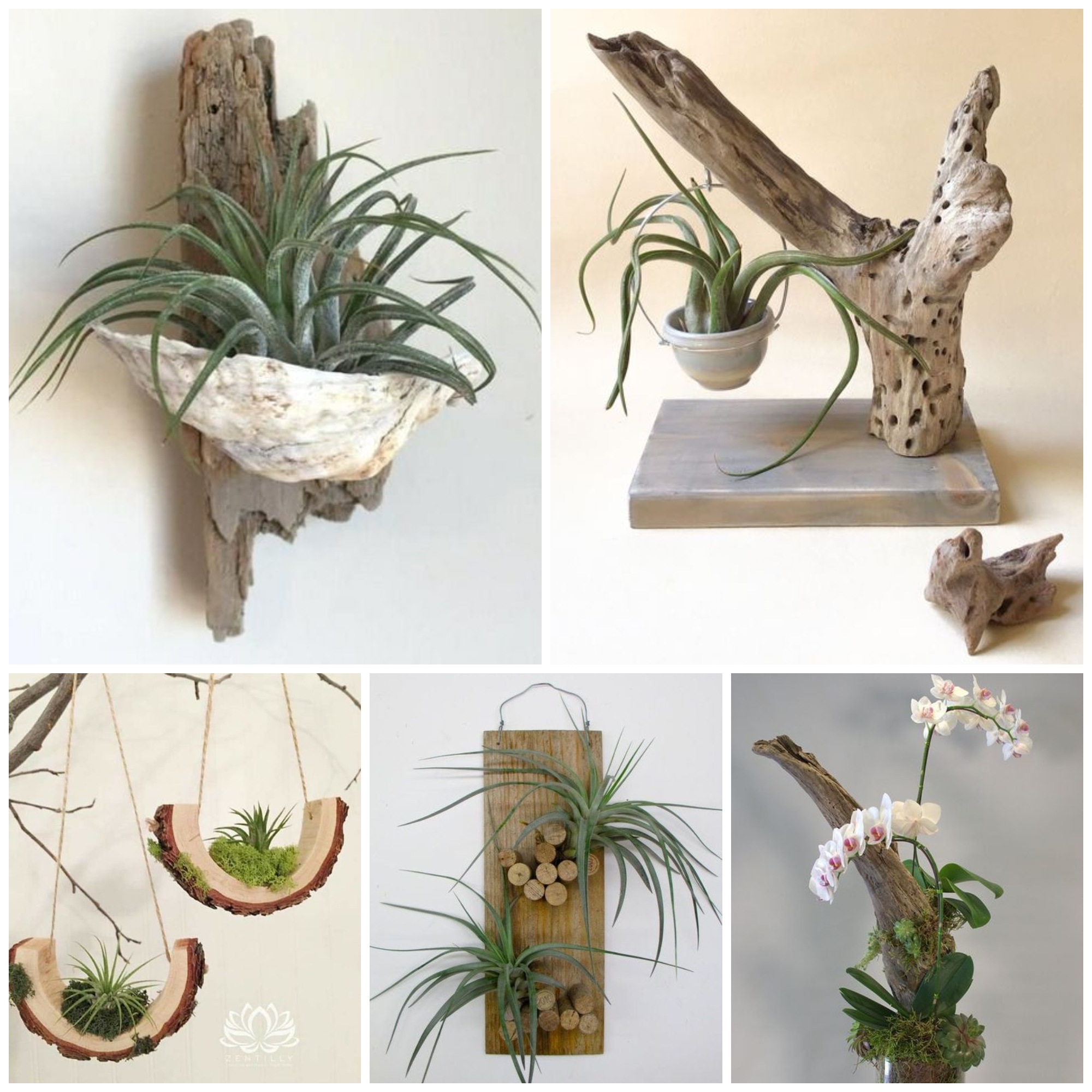 Driftwood Planter Ideas For Your Home