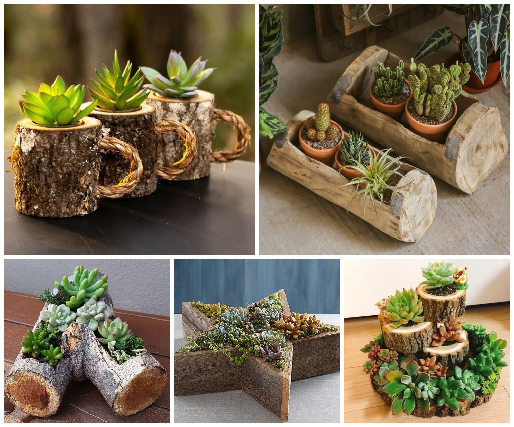 Succulent Planter Ideas For Your Home