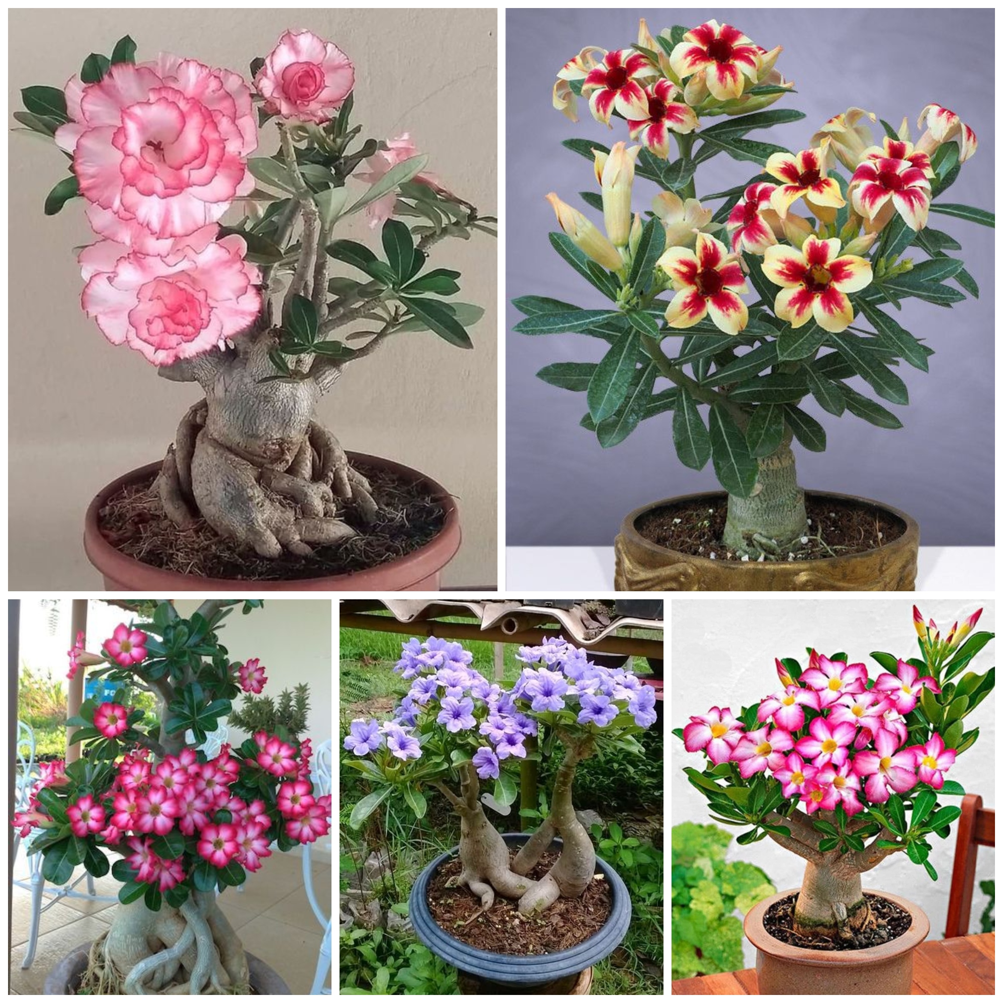 Stunning Types of Desert Rose Varieties