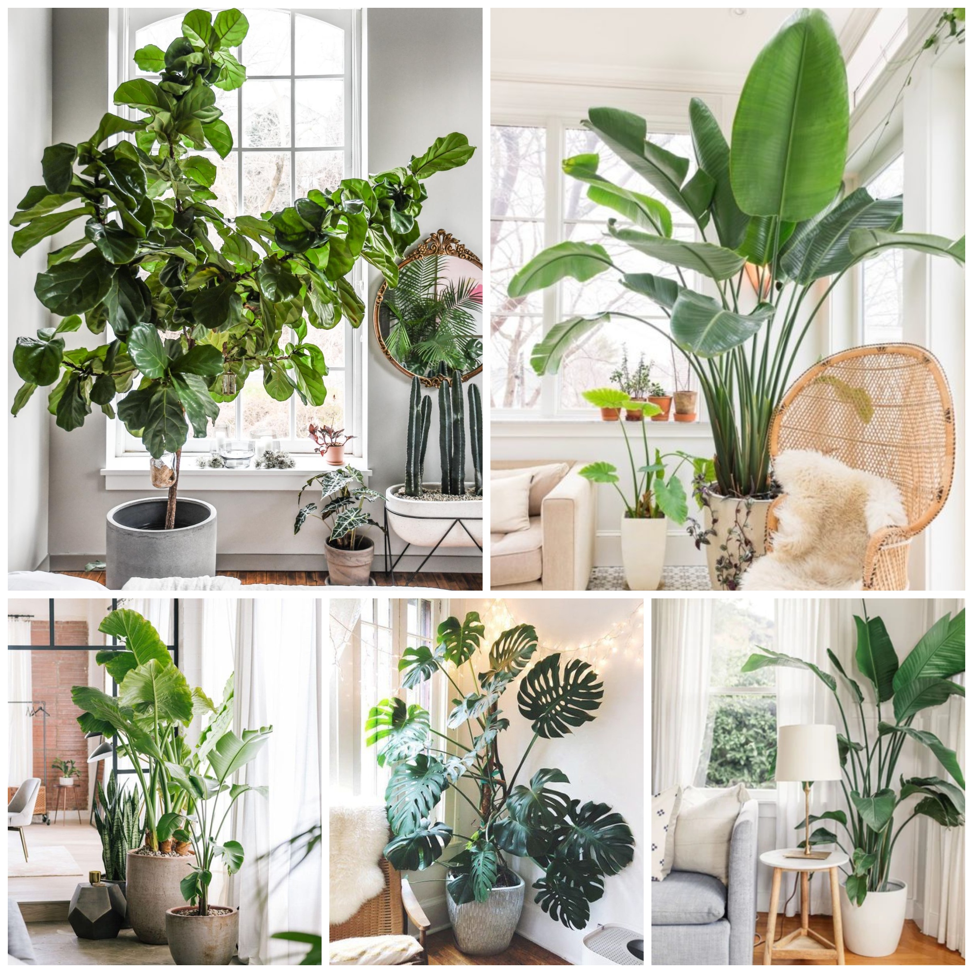 How to Decorate With Large Indoor Plants in Every Home