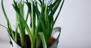 Hyacinths Decor Ideas