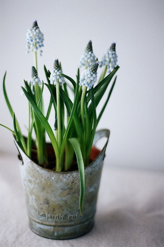 Hyacinths Decor Ideas Beautiful Ways to Incorporate Hyacinths into Your Home Decor