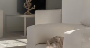 Decube Armchair