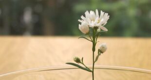 Floating Ripple Vases