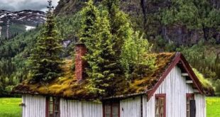 House With Growing Pines