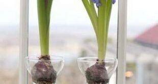 Hyacinths Decor Ideas