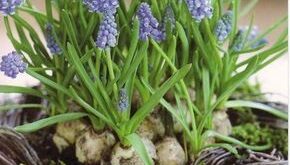 Hyacinths Decor Ideas