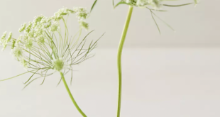 Ikebana Bowls For Flower Arrangements