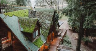 Moss Covered Cabin