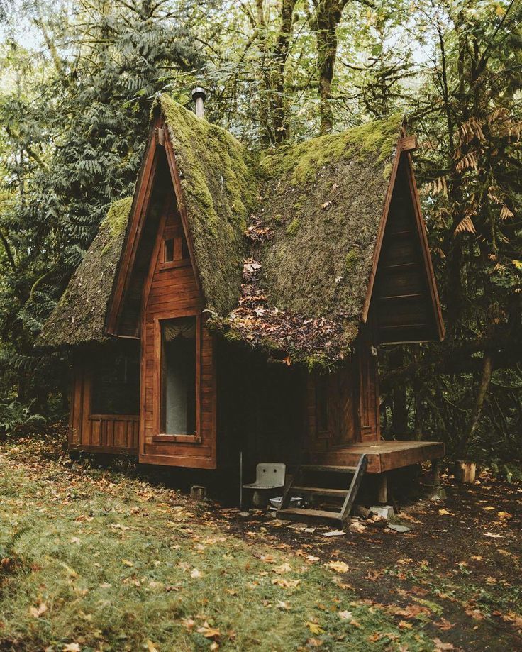 Moss Covered Cabin Abandoned Shelter Hidden in Lush Greenery