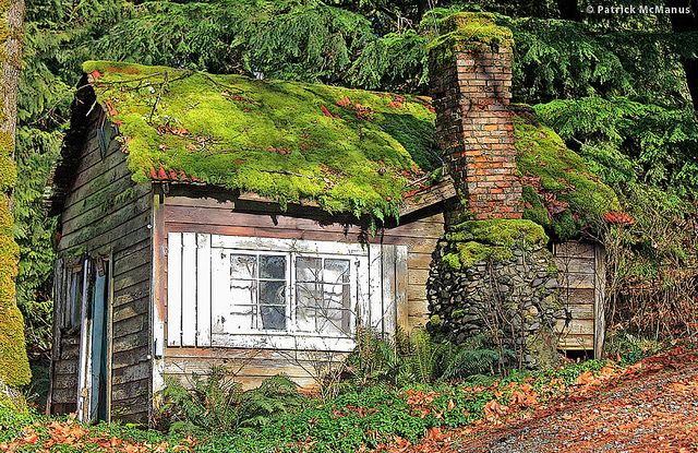 Moss Covered Cabin Enchanted Hideaway nestled in a Forest Glade