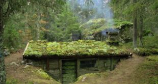 Moss Covered Cabin