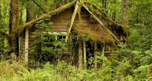 Moss Covered Cabin