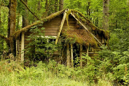 Moss Covered Cabin Hidden in the Woods, A Quaint Cabin Surrounded by Lush Greenery