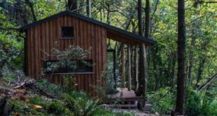 Rustic Forest Cabin