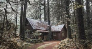 Rustic Forest Cabin