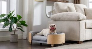 Sofa With A Dog House