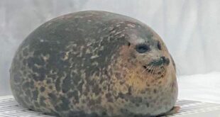 Seal