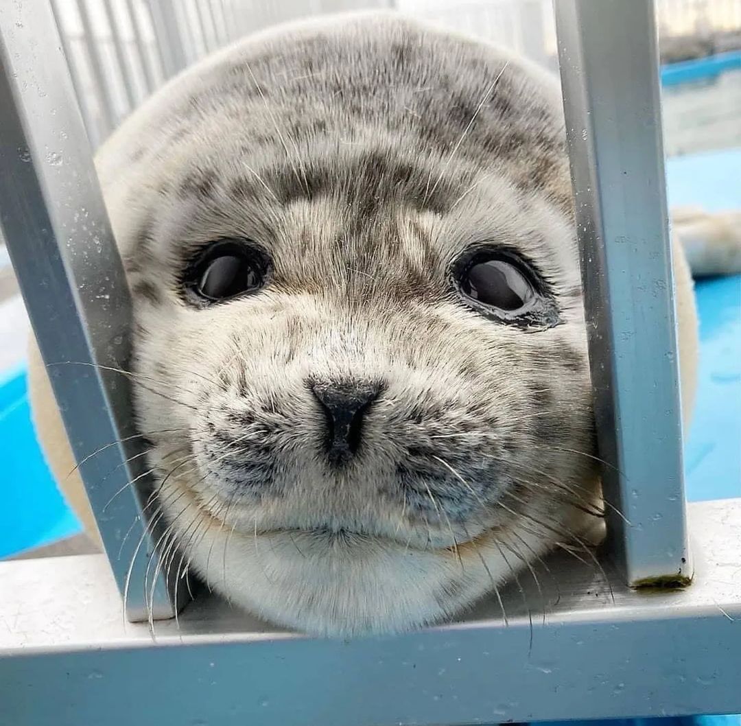 Seal Characteristics: What Makes These Marine Mammals Unique