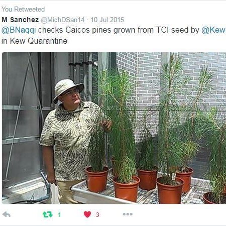 B. Naqqi Manco with Caicos pine trees growing in the Kew .