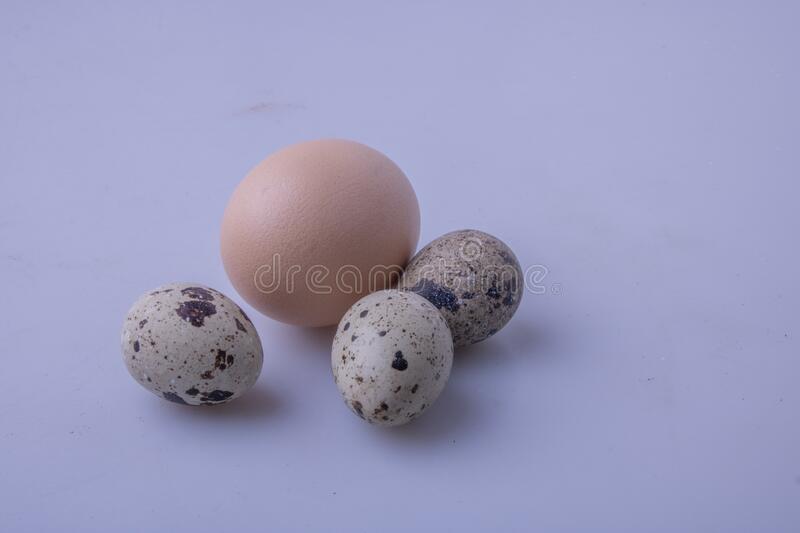 Eggs under spot light stock photo. Image of born, chicken - 1704190