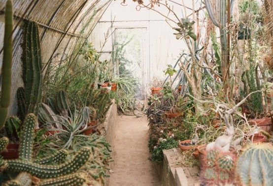 Unusual Green Room With Lots Of Cacti And Succulents | Cacti and .