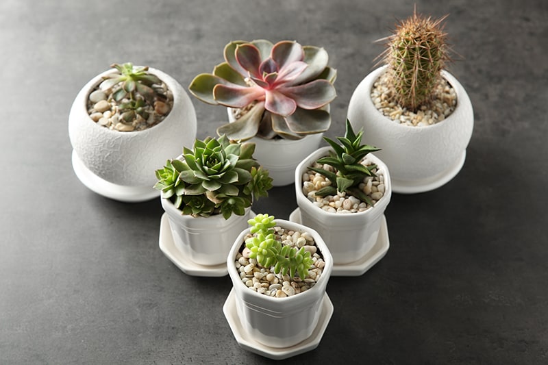Low Light Succulents That You Can Grow Indoors | Green and Vibra