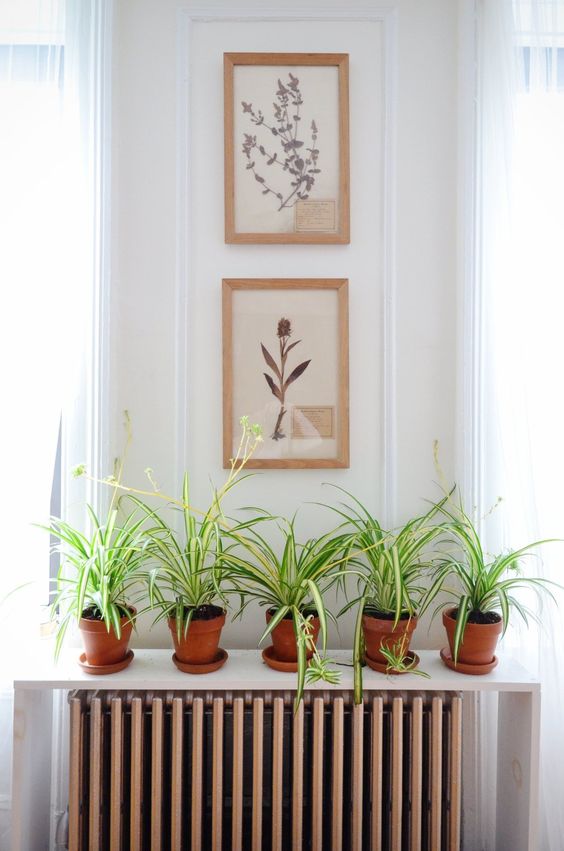 a minimalist shelf put on the floor above the radiator works as a plant stand, this is a smart and cool idea for any space