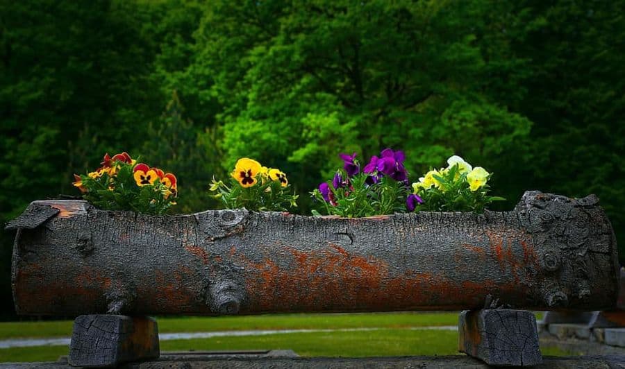 gray painted tree trunk planter with colorful flowers 
