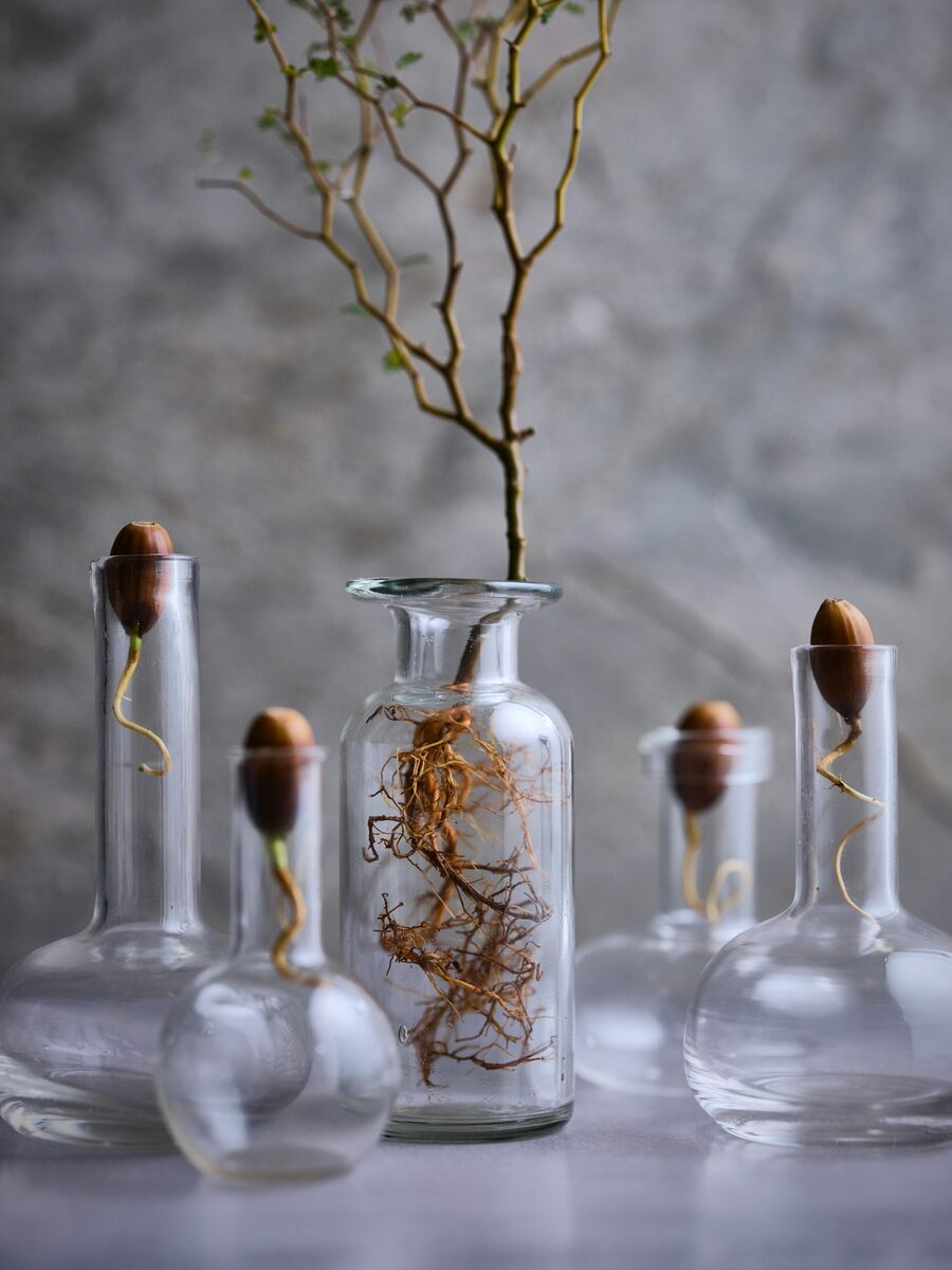 Acorn Decor For Your Home Spruce Up Your Living Space with Charming Acorn Accents