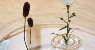 Floating Ripple Vases