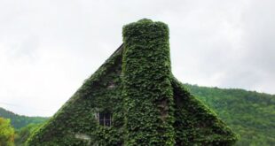 House Covered With Living Vines