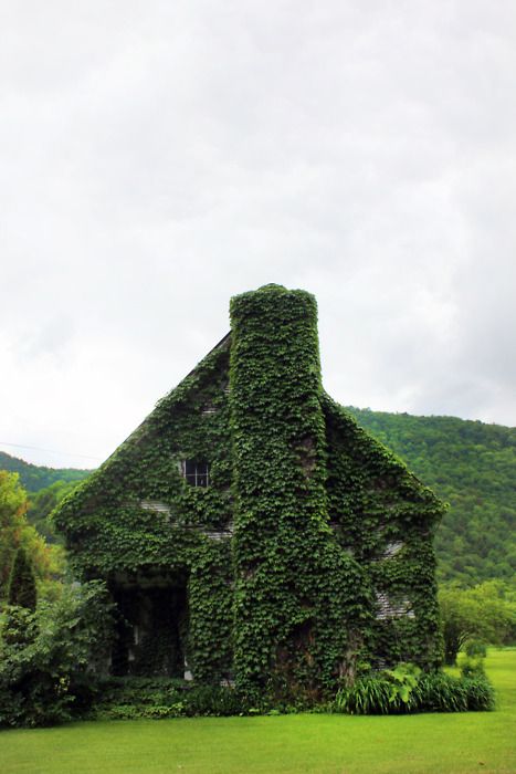 House Covered With Living Vines Beautiful Home Enveloped in Flourishing Vines in a Lush Garden